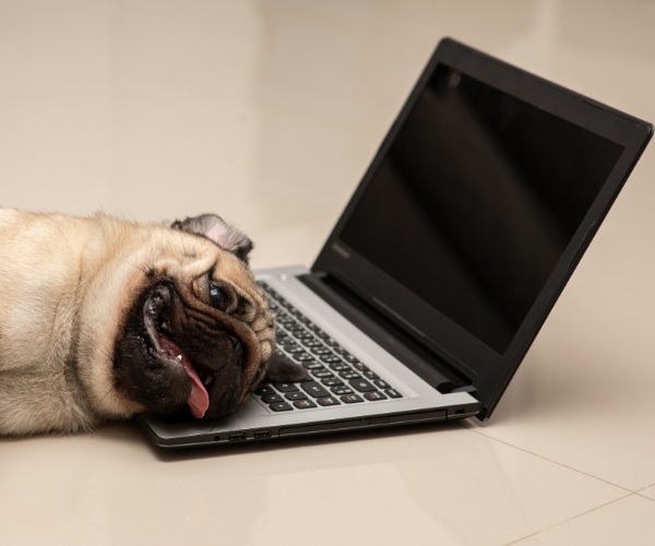 dog lying down next to a laptop