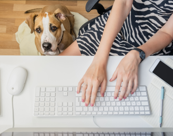 dog next to a woman who is currently working
