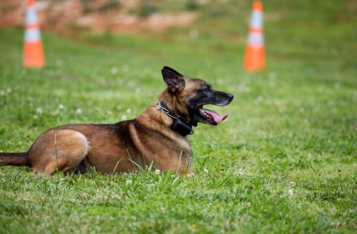 A K9 German shepherd is resting on grass between two traffic cones