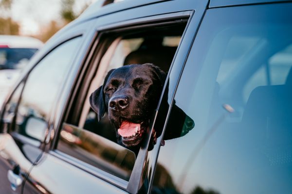A black labrador peeking out the window and smiling