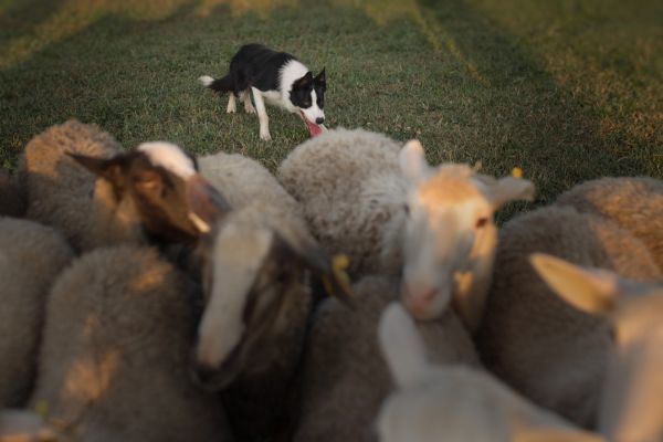 A border collie at work with several sheep in the foreground