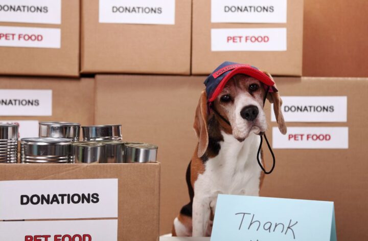 A cute beagle volunteering to get donations