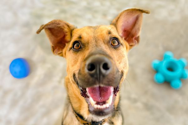 A happy dog surrounded with toys