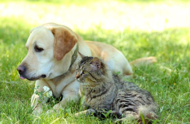 A labrador with a tabby cat lying on grass