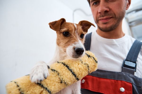 A working man and a Jack Russell on job site